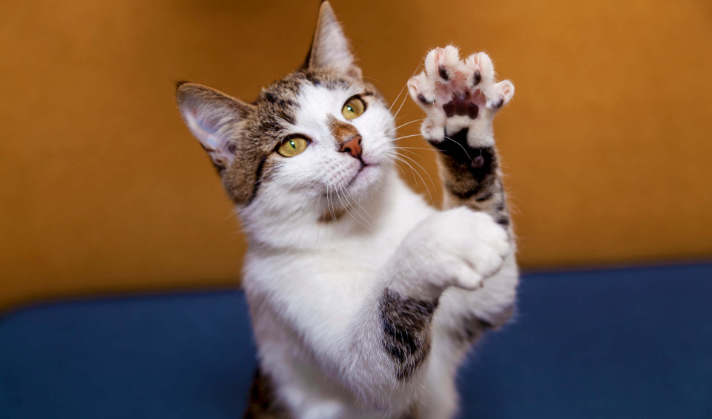 Getreidefreie Knusperkissen mit Rind und Blaubeeren