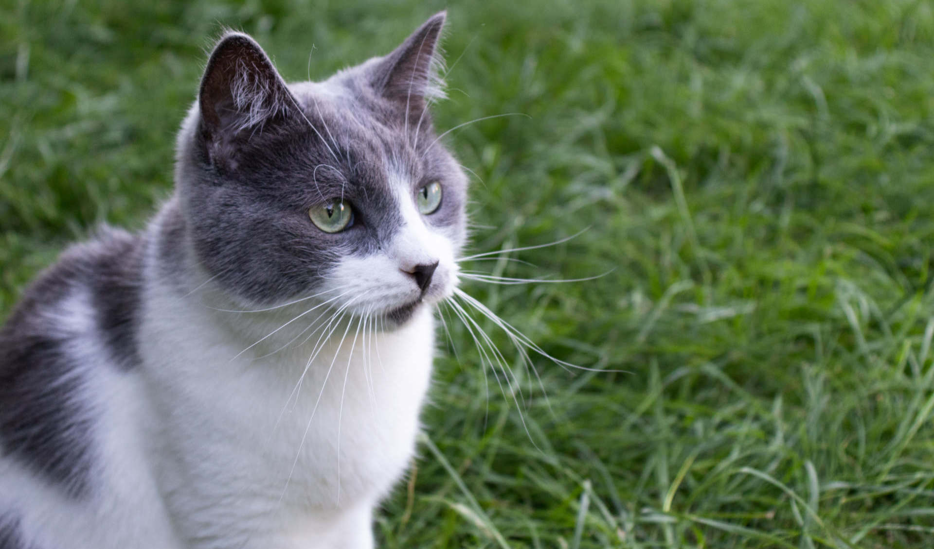 Für ausgewachsene Katzen reich an frischem Huhn